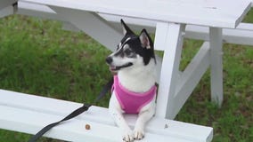 Adopt Peach from Texas Humane Heroes!