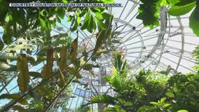 Cockrell Butterfly Center: Tierra's Texas