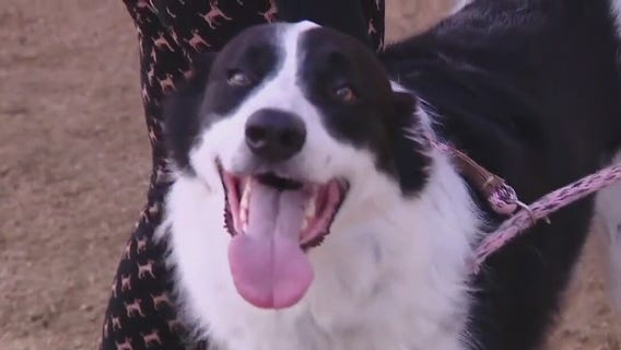 Adopt Arnold from WilCo!