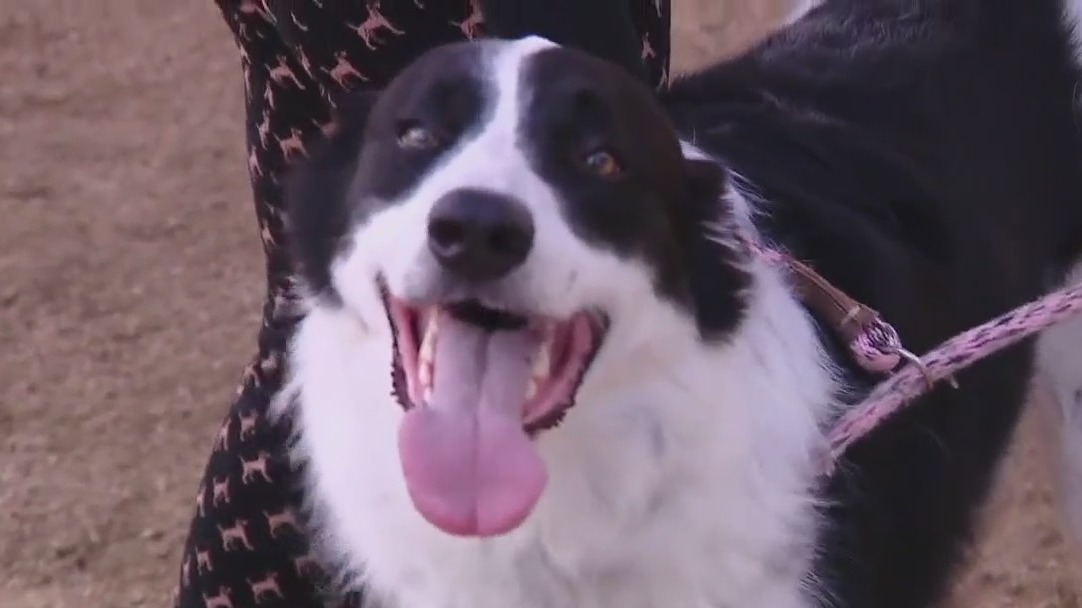 Adopt Arnold from WilCo!