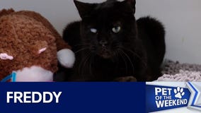 Adopt Freddy at WCRAS