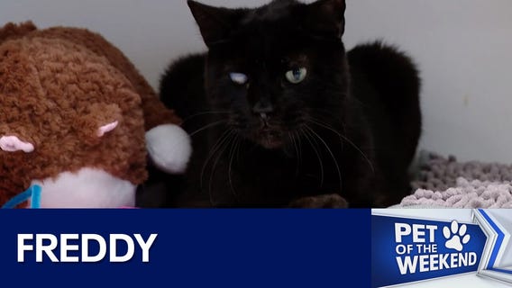 Adopt Freddy at WCRAS