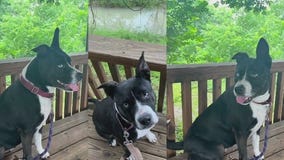 Adopt Roly Poly from PAWS Shelter of Central Texas