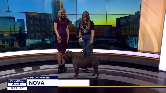 Pet of the Week: Nova from Love-a-Bull