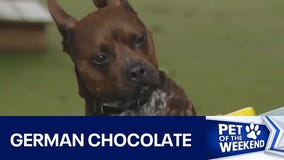 Adopt German Chocolate from AAC!