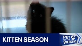 Kitten season at Austin Animal Center