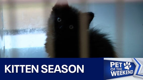 Kitten season at Austin Animal Center