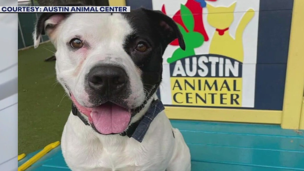 Pet of the Week: Gelato from Austin Animal Center