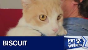 Adopt Biscuit at Texas Humane Heroes