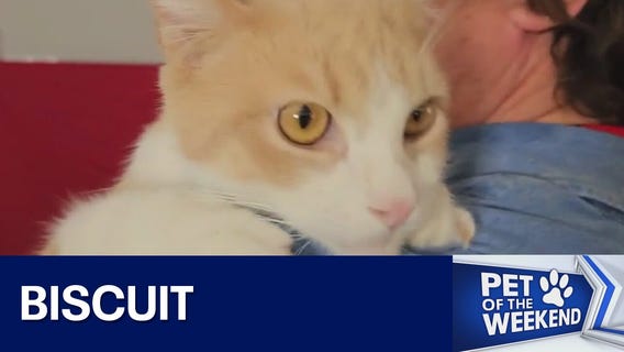 Adopt Biscuit at Texas Humane Heroes