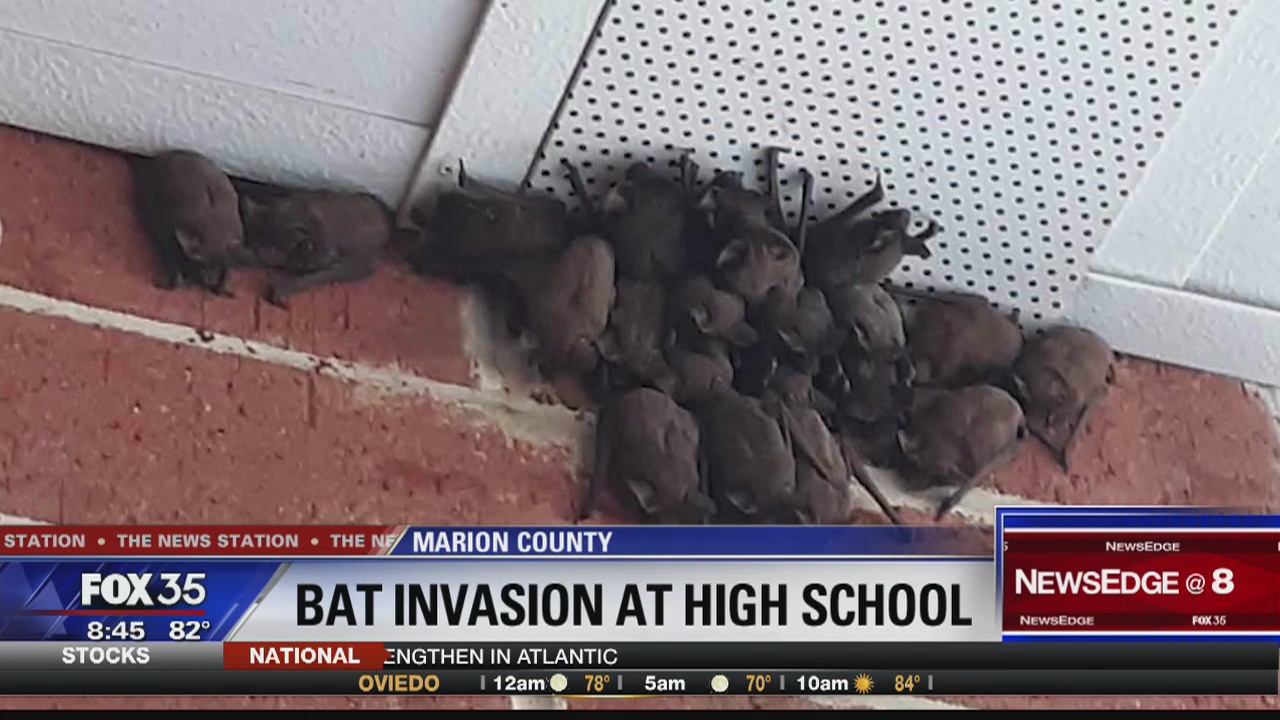 Marion County high school dealing with bat problem