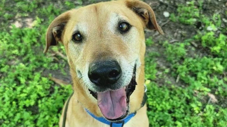 Pet of the Week: Adopt Robinhood!