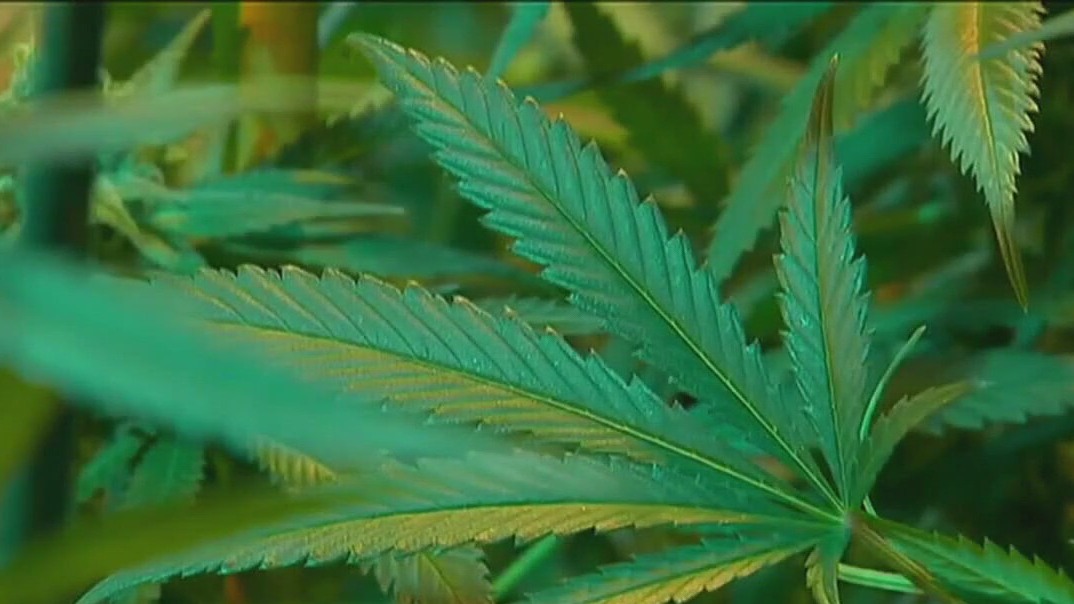 Judge dismisses Paxton's marijuana lawsuit