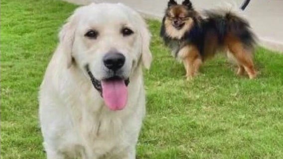 Pet of the Week: Ollie from Gold Ribbon Rescue