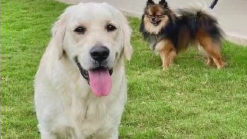 Pet of the Week: Ollie from Gold Ribbon Rescue