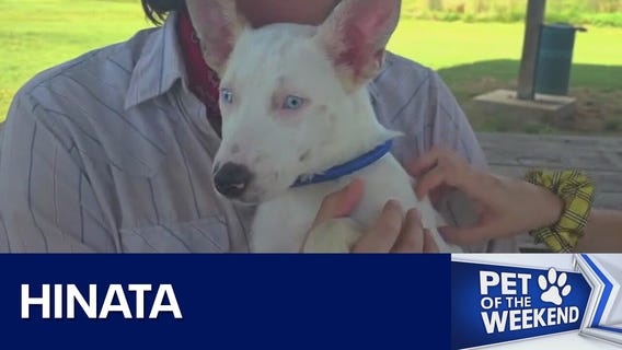 Adopt Hinata at Texas Humane Heroes