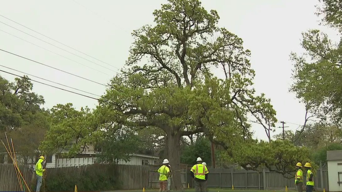 Austin seeking to protect tree canopy