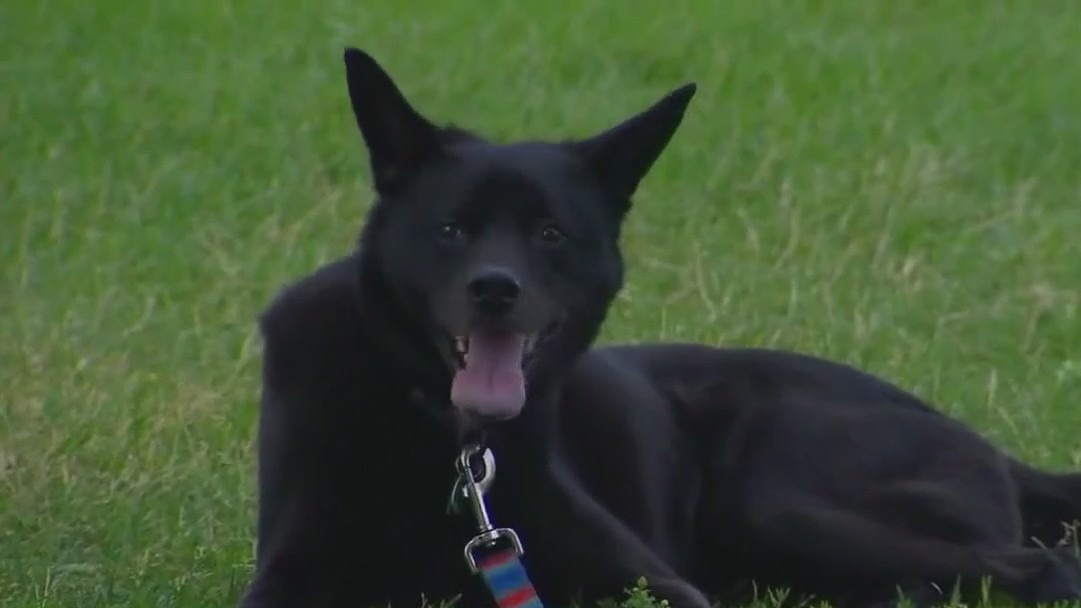 How to help an animal in a hot car