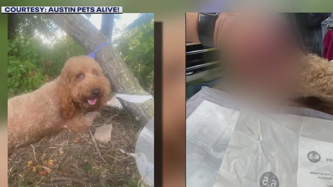 APA! rescues abandoned dog