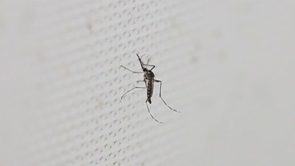 5 Austin residents have dengue fever