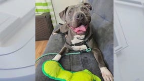 Pet of the weekend: Meet Zelda