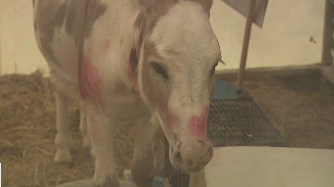 Lockhart animals killed by pit bulls