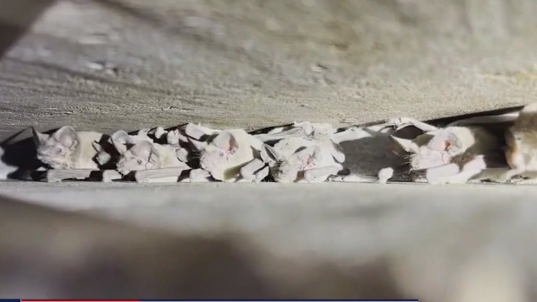 Bat boxes to be installed in Austin