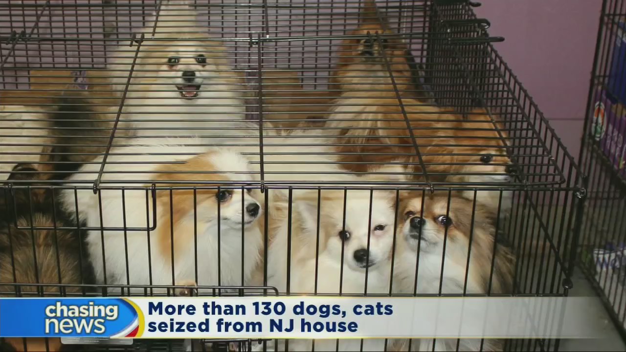 More than 130 dogs and cats seized from NJ house