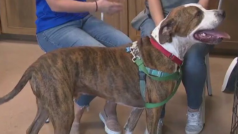 Carlton at PAWS Shelter of Central Texas