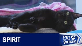 Adopt Spirit at WCRAS