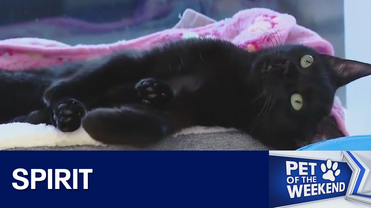 Adopt Spirit at WCRAS