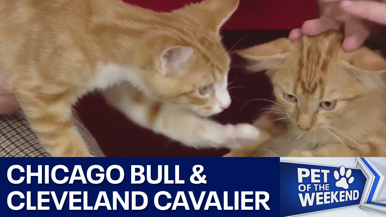 Meet Cleveland Cavalier and Chicago Bull