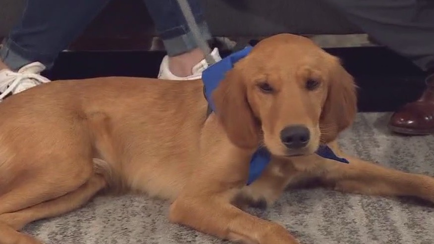 Centurion at Gold Ribbon Rescue | FOX 7 Austin