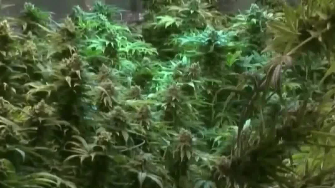 Senate bill targets THC sales in Texas