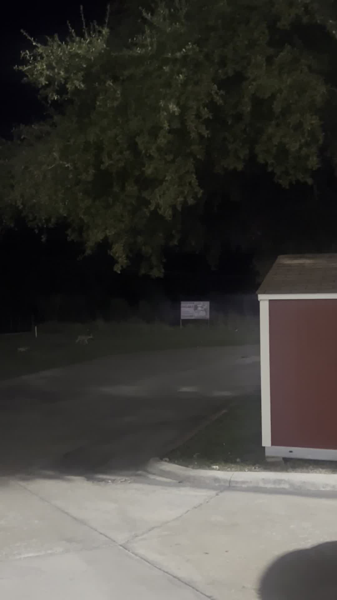 VIDEO: Coyote sighting in Cedar Park