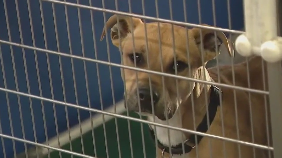 Shelter workers warn about holiday pet adoptions