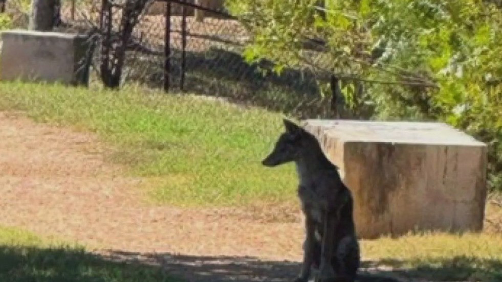 Uptick in coyote spottings in Cedar Park