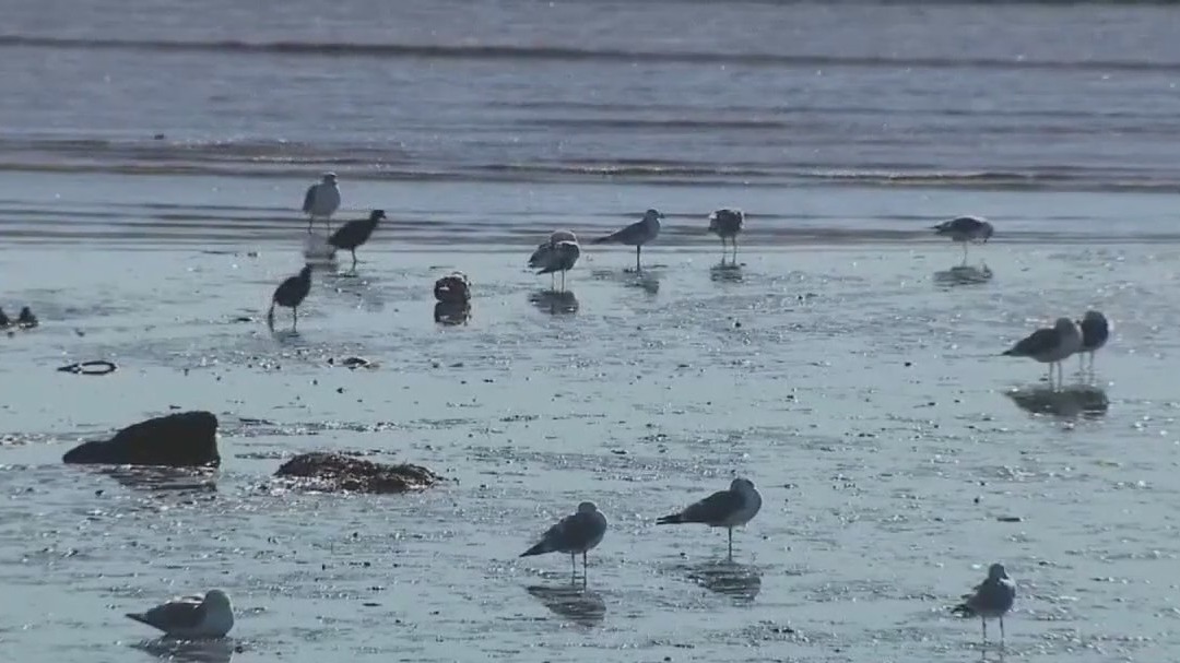 Texas officials warn of bird flu