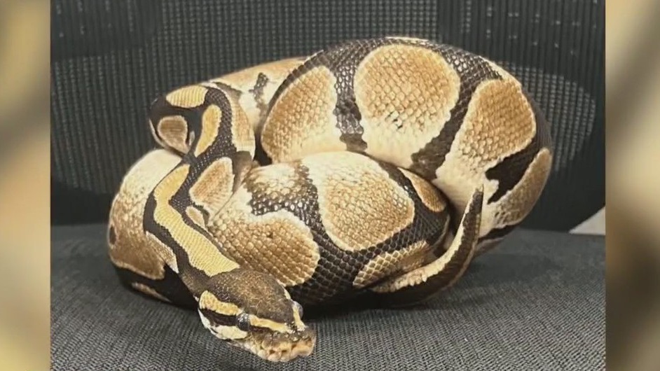 Round Rock library snake retires