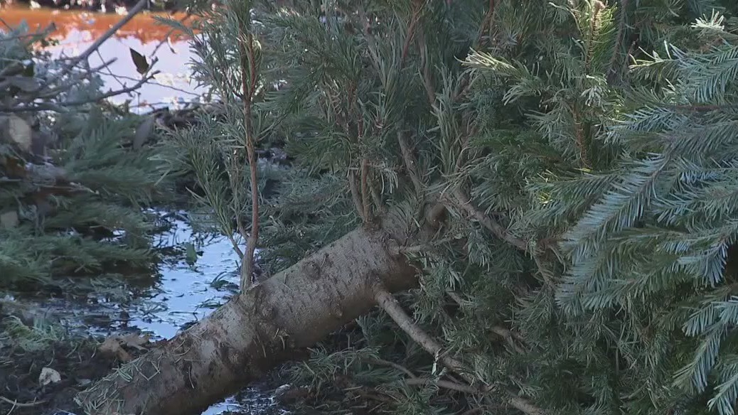 Where to recycle your Christmas trees