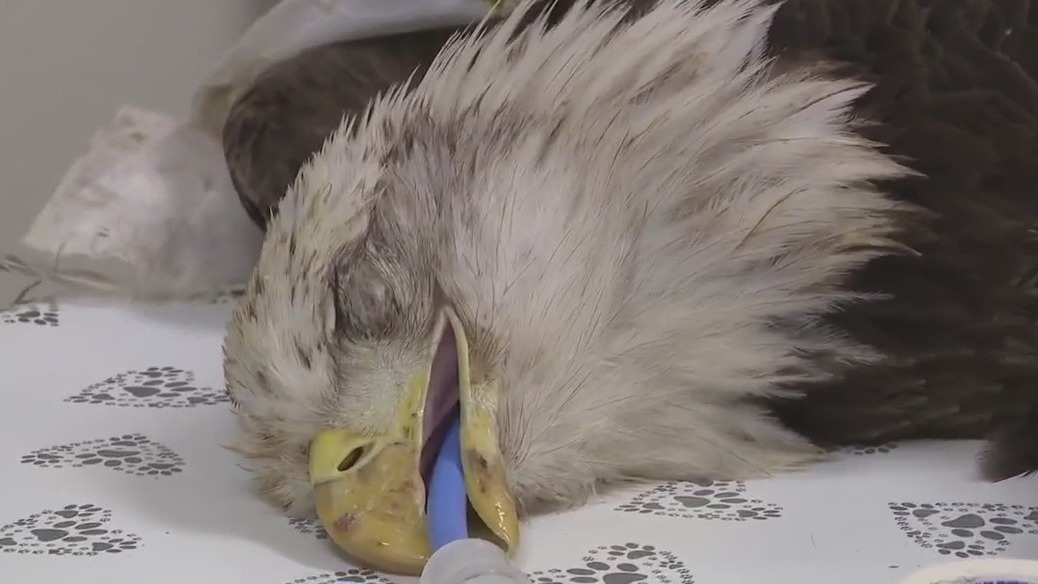 Bald eagle recovers at Austin Wildlife Rescue