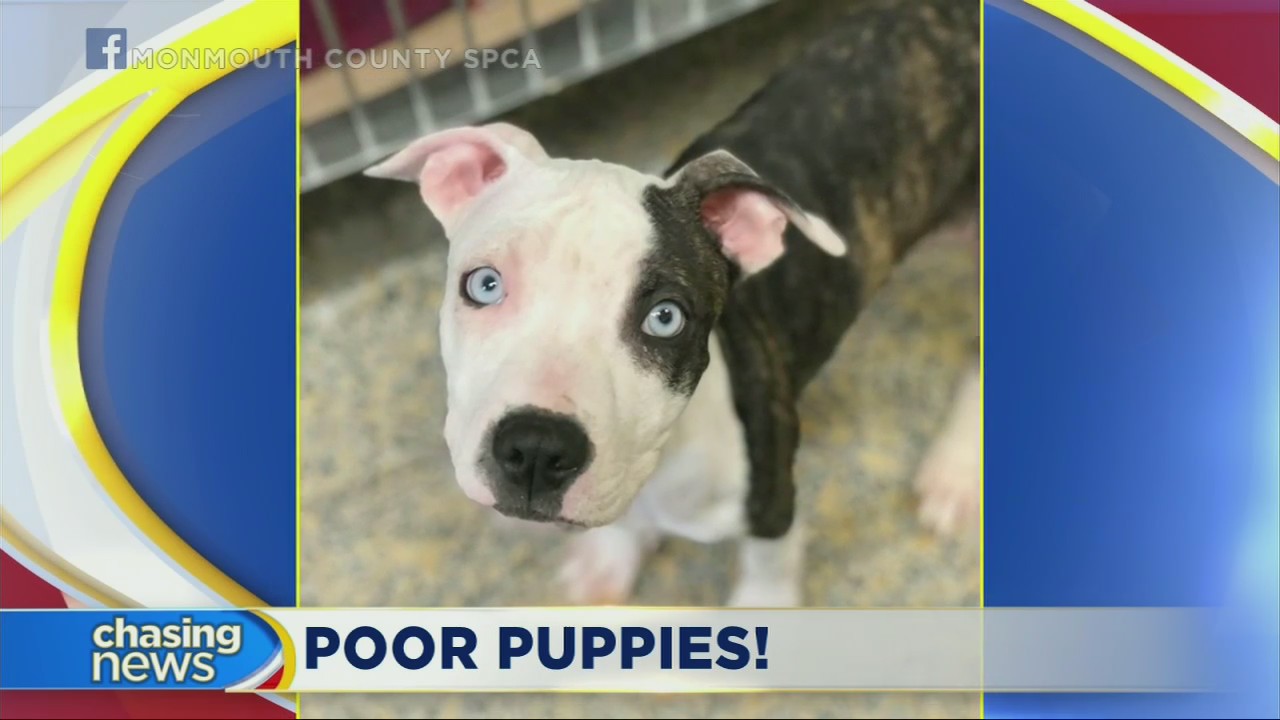 Eight puppies found in deplorable conditions