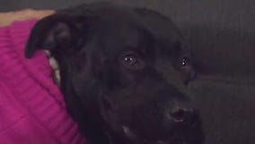 Alice at Austin Animal Center