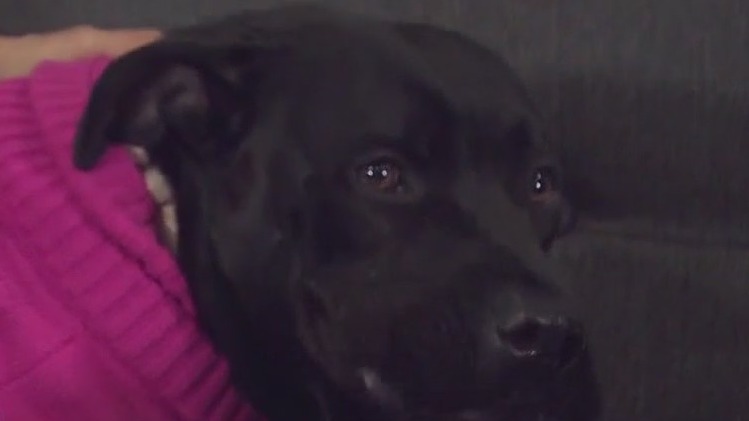 Alice at Austin Animal Center