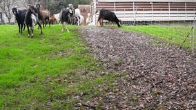 Goats Help Reduce Wildfire Risk in Steiner Ranch