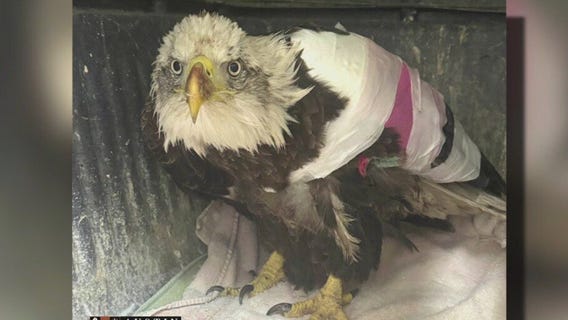 Austin Wildlife Rescue rehabilitates bald eagle