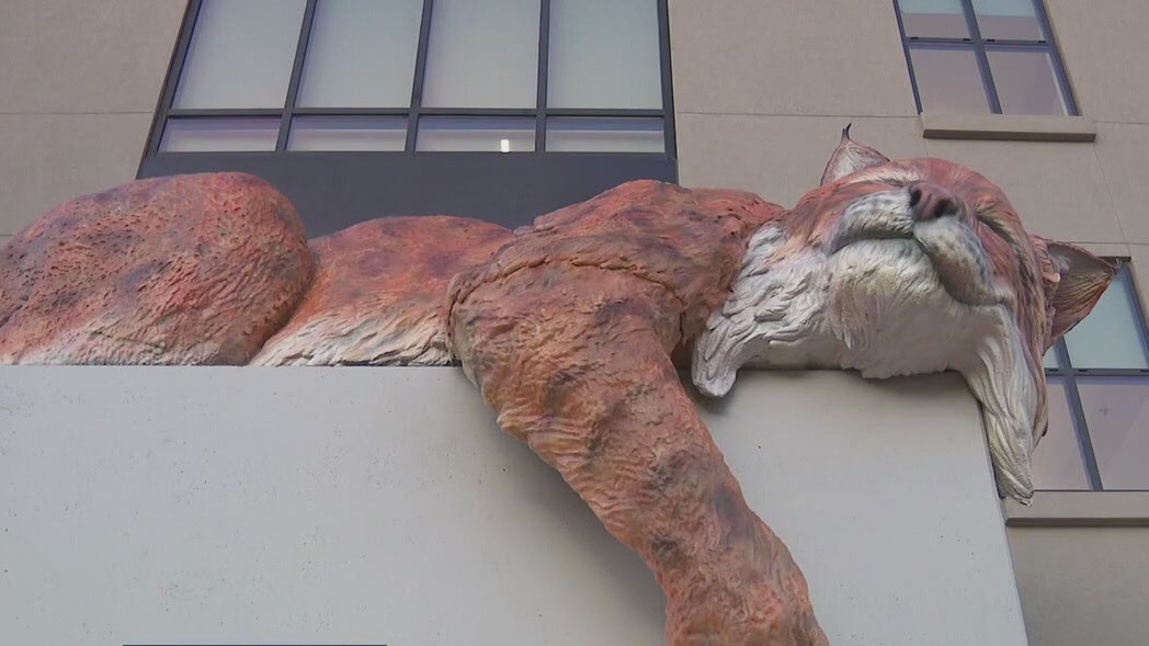 TXST bobcat sculpture installed