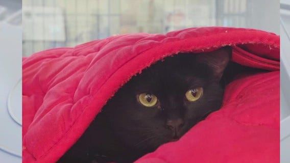 Pet of the Weekend: Meet Zaatar