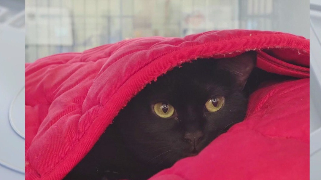 Pet of the Weekend: Meet Zaatar