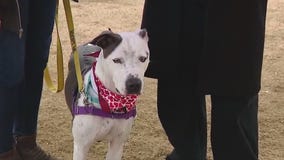 Pet of the Weekend: Brock